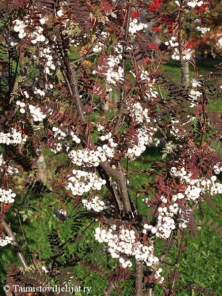 Sorbus koehneana, isohelmipihlaja.jpg